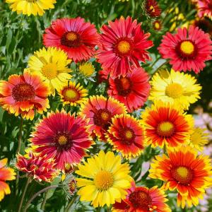 Gaillarde Grandes Fleurs